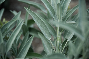 Sage plant close up view, officinal herbs, gardening concept. Nature plant background