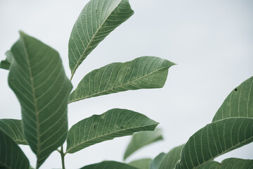 Close up of faded colorful leaf background, nature detail backdrop