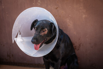 Dog in a post-op cone. Dog in animal shelter waiting for adoption.