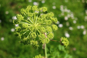 Fototapeta premium Dzięgiel litwor Angelica arcydzięgiel herbs