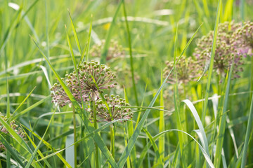 Allium flower seeds and bloom on blurred green background. Flowering or ornamental onion in the garden. Summer and spring fresh, lush nature, meadow, field backdrop. Selective soft focus