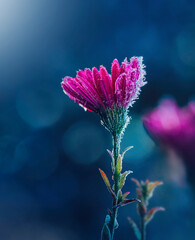 Macro of a single pink aster flower covered with frost and ice. Dark blue background with bokeh, other blurred flowers. Taken on a cold Autumn morning - obrazy, fototapety, plakaty
