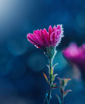 Macro of a single pink aster flower covered with frost and ice. Dark blue background with bokeh, other blurred flowers. Taken on a cold Autumn morning