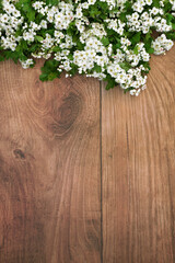 Spring hawthorn blossom background border on rustic wood. Flowers and leaves used in natural herbal plant medicine to treat a variety of heart and blood pressure problems. Natural health care concept.