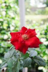 red rose flower