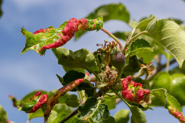 Branch of fruit tree with wrinkled leaves affected by black aphid. Cherry aphids, black fly on...