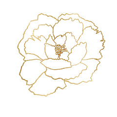 Watercolor golden and white outline peony flower illustration element