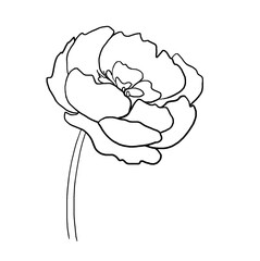 Watercolor black outline peony flower illustration element