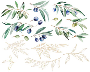 Watercolor olive branches with fruits and green leaves with golden outlines illustration set