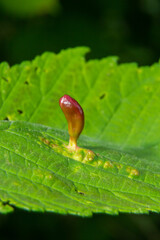 Parasitic plants on the leaves of lime trees. Tubular growths on the leaves of the Linden tree