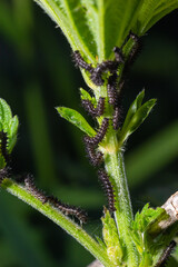 Buck Moth Caterpillars, Hemileuca maia, on a leaf