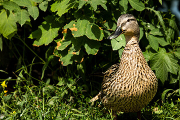 Portrait of a female mallard, standing upright in front of green leaves