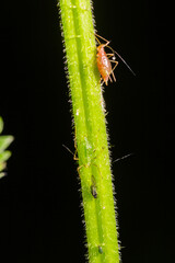 Macrosiphum rosae, the rose aphid is an aphid of the family Aphididae, Hemiptera