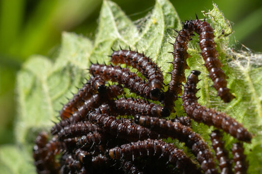 Buck Moth Caterpillars, Hemileuca Maia, On A Leaf