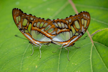 Vlinder - Butterfly