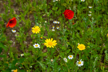 Ecological agricultural strip - Ecologische landbouwstrook