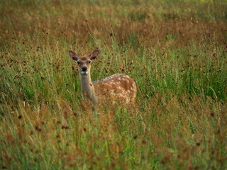 Young female red deer on green and brown field of grass.