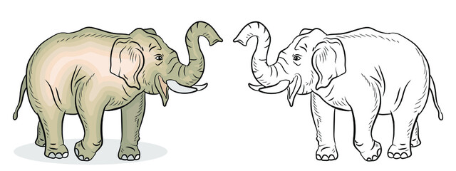 Animals. Black-and-white and color image of a large elephant, coloring book for children.
 Vector image.