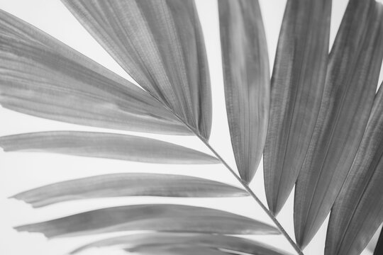 Black and white close up view of beautiful green palm leaf on natural background