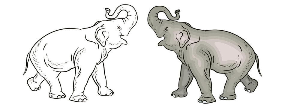 Animals. Black-and-white and color image of a large elephant, coloring book for children.
 Vector image.