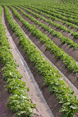 Fototapeta na wymiar rows of young potato plants in springtime on a sunny day. field with potato plants planted in nice straight rows