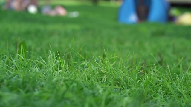 Blurred small yorkie dog runs in the frame focus on the grass