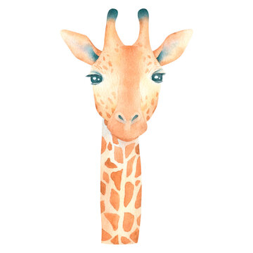 Watercolor cute giraffe on white background african animal hand drawn illustration