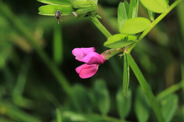 canavalia rosea pink flower macro