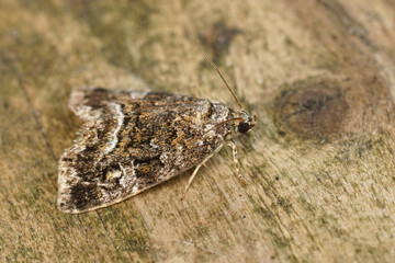 Closeup on the Marbled White Spot Deltote pygarga sitting on wood in the garden