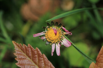 Natural Bellis Perennis Macro Photo