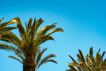 Obraz na płótnie Canvas Palm trees against a blue sky