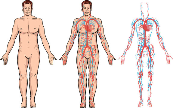 white background illustration of a circulatory system