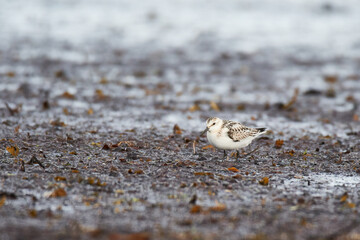 Sanderling an der Ostsee	