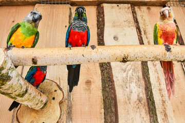 beautiful colorful parrots, exotic birds