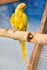 beautiful yellow parrot, exotic birds