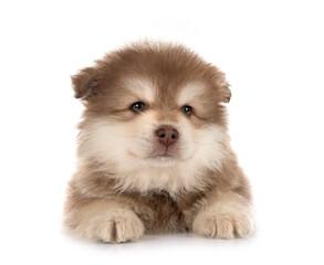 Obraz premium puppy Finnish Lapphund in studio