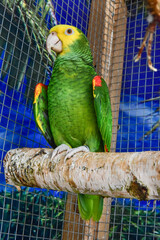 beautiful green parrot, exotic birds