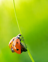 Red ladybug with open wings on the grass on a juicy green background in a macro with copy space.