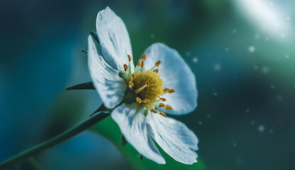 Fototapeta premium Strawberry flower on blue and green defocused background in macro with copy space.