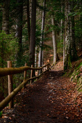 Forest trail with fence, hiking in the woods, Ukrainian Carpathians and hiking trails.