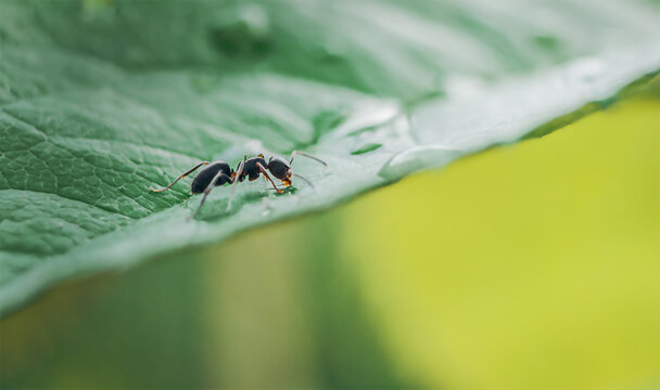 Ant on a green leaf.