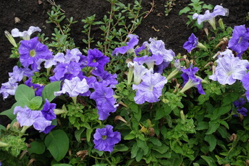 Many flowers of petunias in shades of violet in July