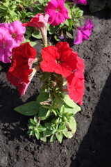 Closeup of petunias with red and pink flowers in August