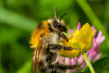 Isolated bumblebee specimen on Ranunculus acris flower, on natural background