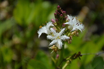 Menyanthes trifoliata