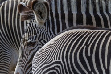 Fototapeta na wymiar Close-up view of zebra stripes - pattern, texture