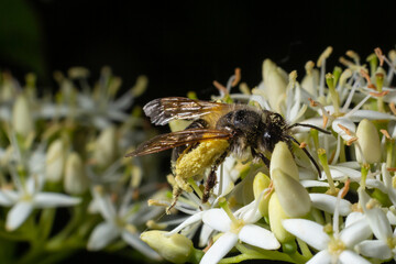 Honey bee with a basket for pollen sits on white flowers Cornus alba, red-barked, white or Siberian dogwood