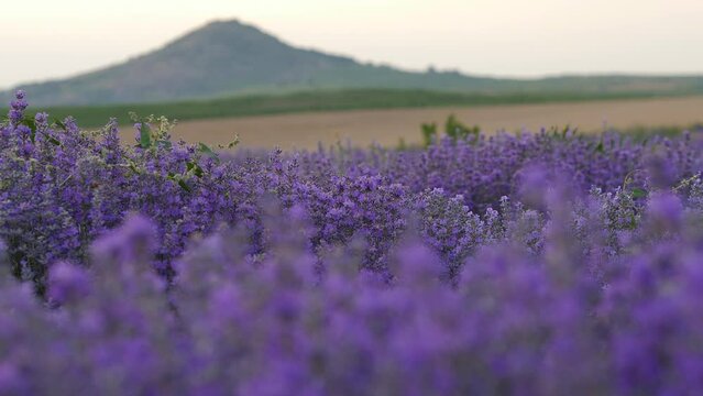 Lavender plantations in close-up. Professional broadcast quality in Apple ProRes ultra hd resolution.