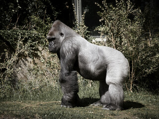 Gorilla, Silver back. The herbivorous big ape is impressive and strong. © Martin