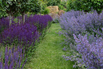 Garden view at rows of lavender  (lavandula angustifolia) and catnip (nepeta cataria) in full bloom under small trees